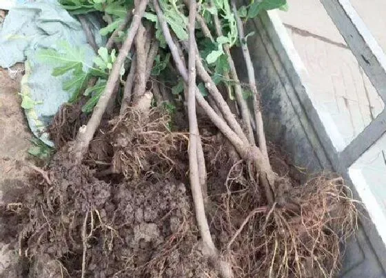 根部|无花果根系发达吗