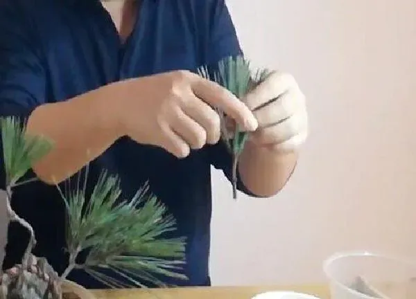 植物扦插|白皮松几月份扦插最好