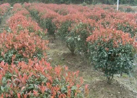 植物修剪|红叶石楠什么时候剪枝最好 剪枝最佳时间与技术要点