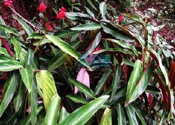 植物寓意|紫背竹芋的寓意风水