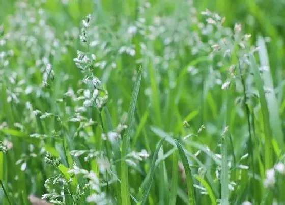 植物寓意|小草的品质和精神