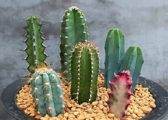 植物种类|龙骨和量天尺是一种植物吗
