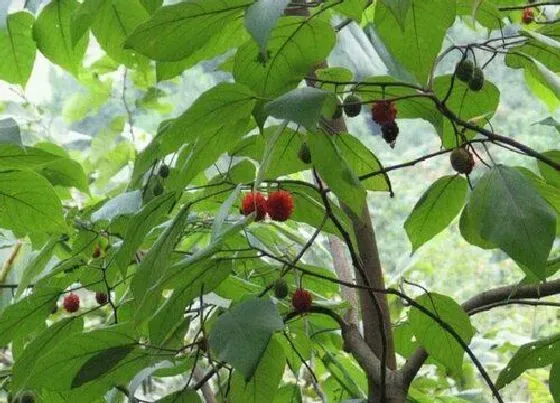 植物种类|褚树和构树是一种树吗