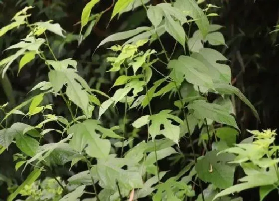 植物种类|褚树和构树是一种树吗