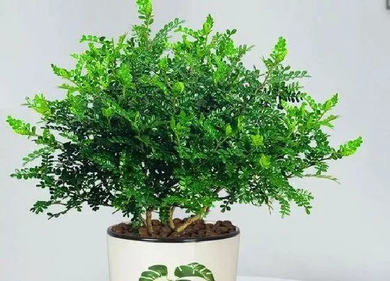 种植管理|清香木耐旱吗
