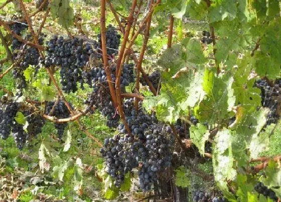 植物施肥|葡萄园怎么施肥最省力，葡萄园不同阶段施肥的正确方法）