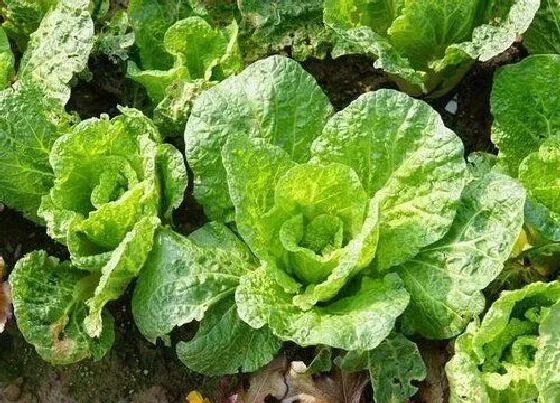 种植管理|白菜什么季节种植合适