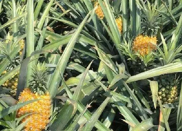 养殖科普|菠萝是喜阳还是喜阴