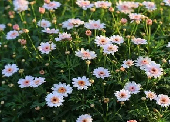 植物寓意|菊花的品质和精神
