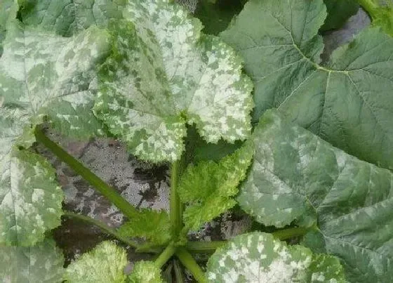 植物病害|葫芦花叶病症状及防治方法