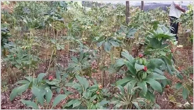 重楼种植注意事项及技巧分享 | 自然知识