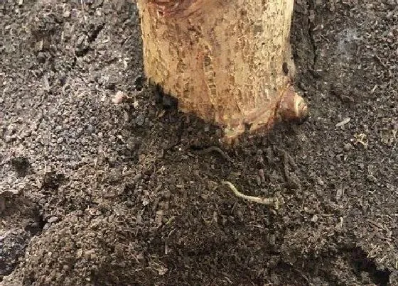 植物施肥|茶叶可以做花肥吗