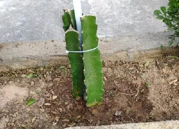 植物浇水|火龙果刚种要浇水吗