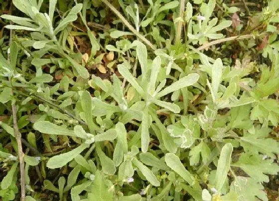 植物百科|水牛草又叫什么名称