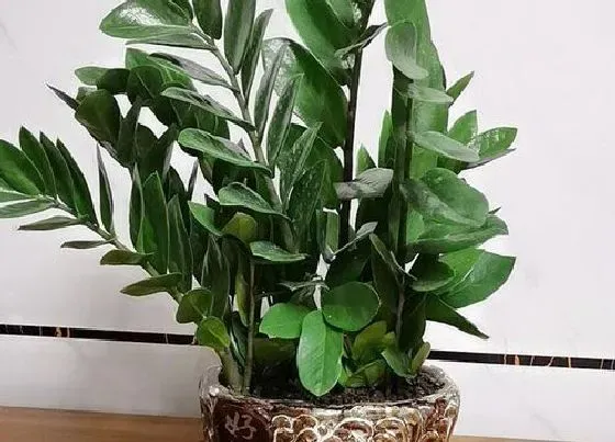 植物修剪|揺钱树怎么修剪 合适修剪时间与正确方法