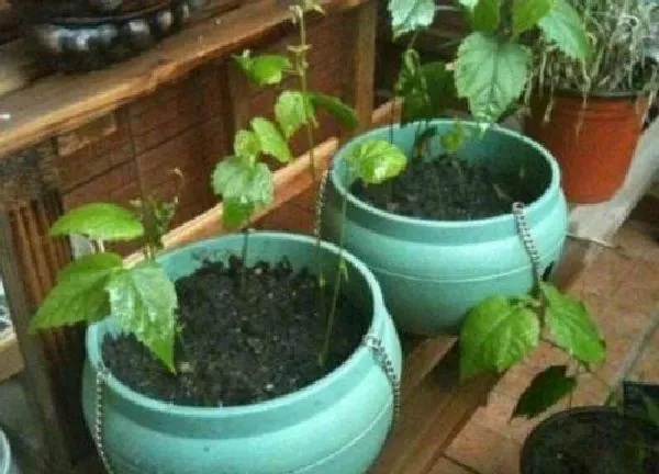 植物扦插|灯笼花可以扦插吗