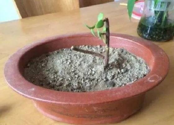 植物修剪|金枝玉叶剪枝能插活吗 修剪枝条扦插方法