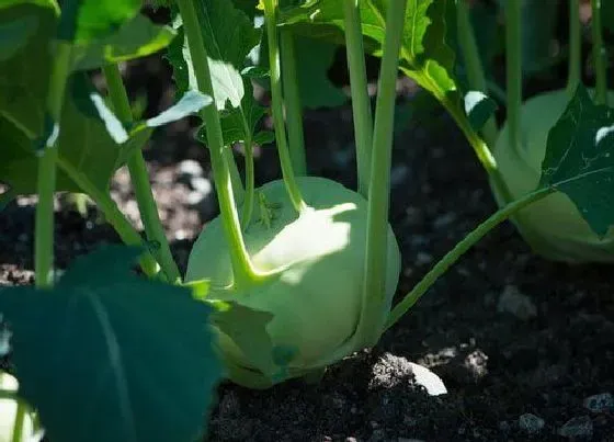 植物播种|苤蓝什么时候播种最好