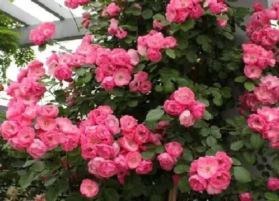 植物种类|安吉拉月季是藤本还是灌木