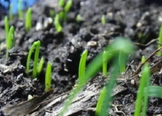 植物播种|韭菜种子怎么种植方法