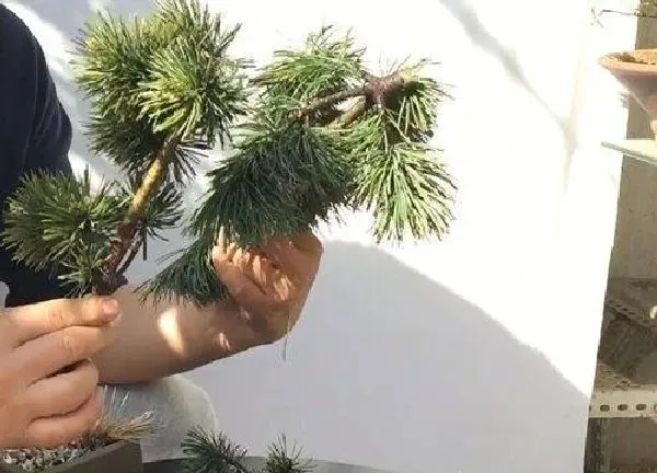 植物扦插|松树几月份扦插最好