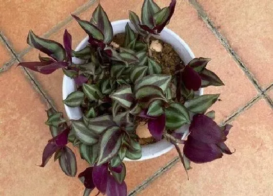 冬天植物|紫竹梅怎么过冬天 安全越冬方法