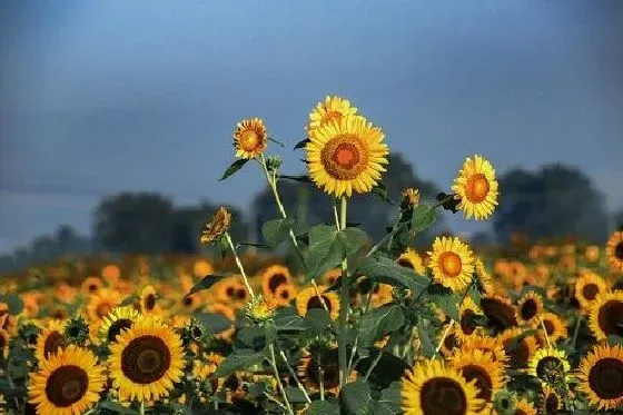 果实科普|向日葵几月开花结果 什么时候开花结果