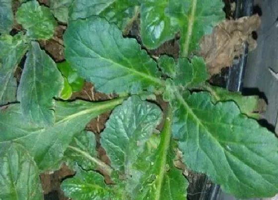 植物百科|胆草又叫什么名称