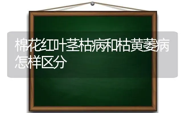 棉花红叶茎枯病和枯黄萎病怎样区分 | 粮油作物种植