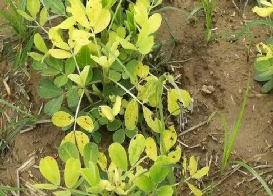 植物病害|花生黄叶病的原因及治疗处理方法