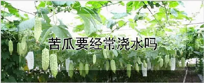 苦瓜要经常浇水吗 | 耕种资料