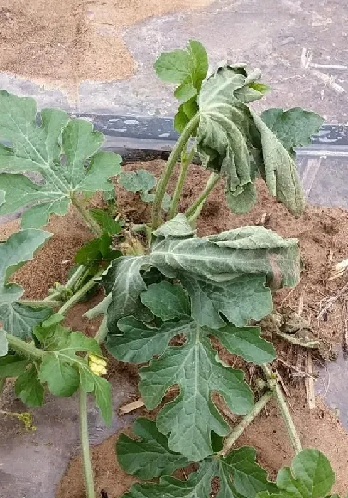 植物病害|怎样防治西瓜枯萎病（西瓜枯萎病的症状及防治措施新法）