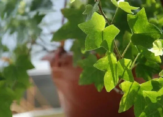 植物百科|常春藤开花吗 在什么时候开花