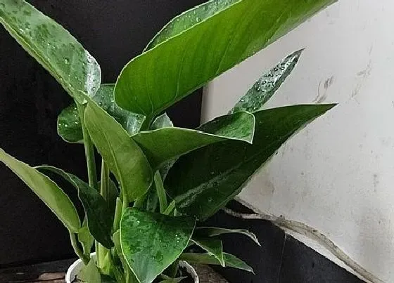植物毒性|万年青有毒吗 能放在室内养吗