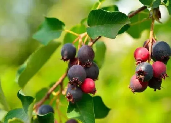 种植管理|蓝莓什么时候种植最好