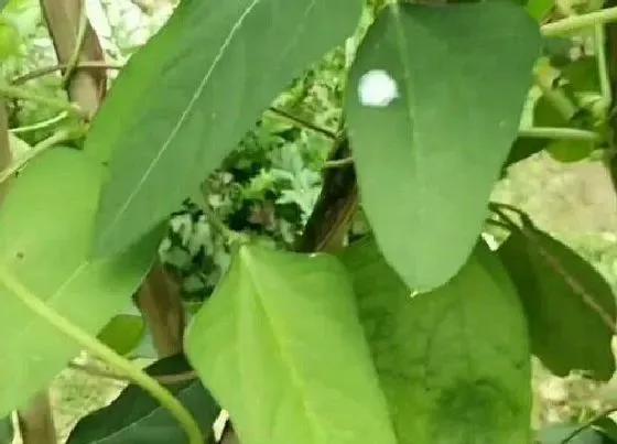 植物播种|豇豆什么时候播种