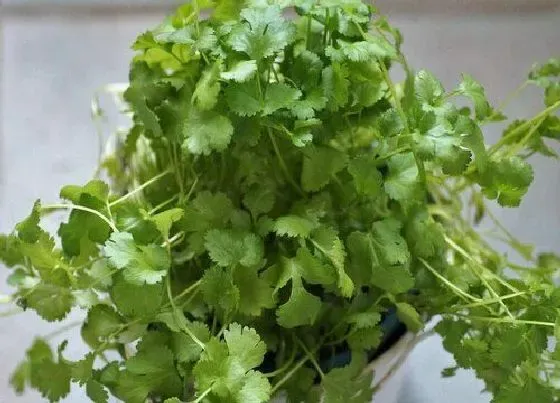 植物香味|香菜是什么味道的
