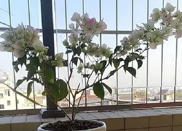 养殖科普|秋冬天适合养什么花