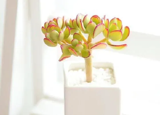 植物百科|多肉开花吗 开花什么样子