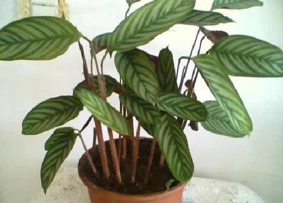 植物寓意|紫背竹芋的寓意风水
