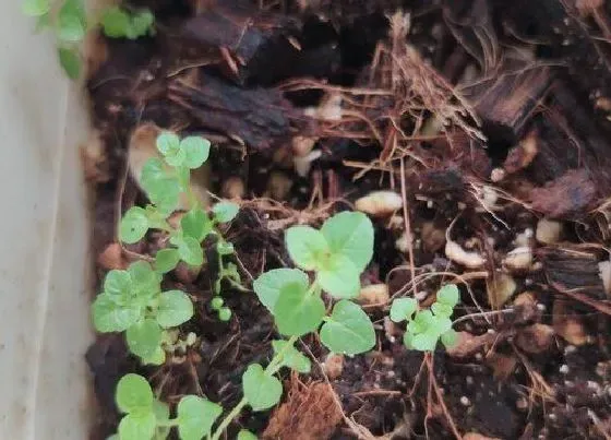 植物播种|南瓜什么时候播种最好