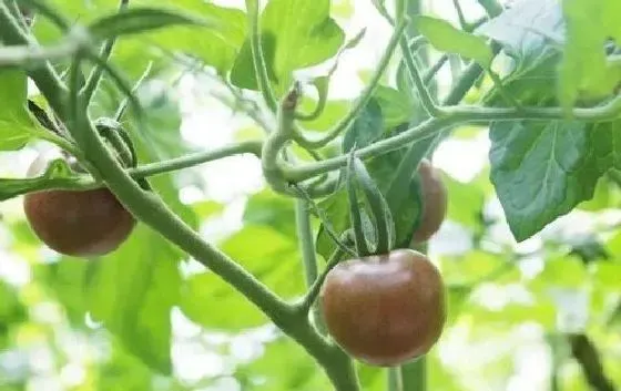 种植管理|番茄摘心时间 摘心方法及步骤图解