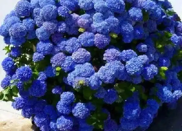 养殖方法|八仙花的养殖方法和注意事项有哪些