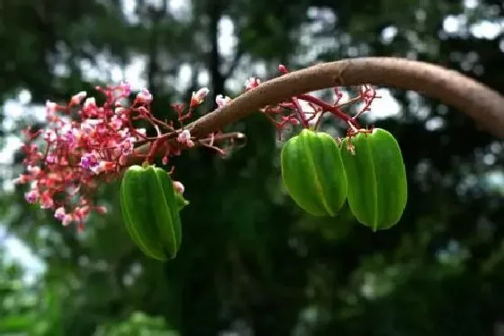 植物嫁接|杨桃什么时候嫁接成活率高