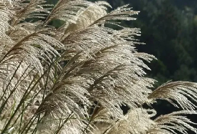 植物百科|荻花和芦苇花的区别图片（和芦苇花相似的花叫什么）