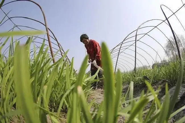 种植管理|韭菜籽怎么种植出苗好的方法，韭菜种子种植方法步骤）