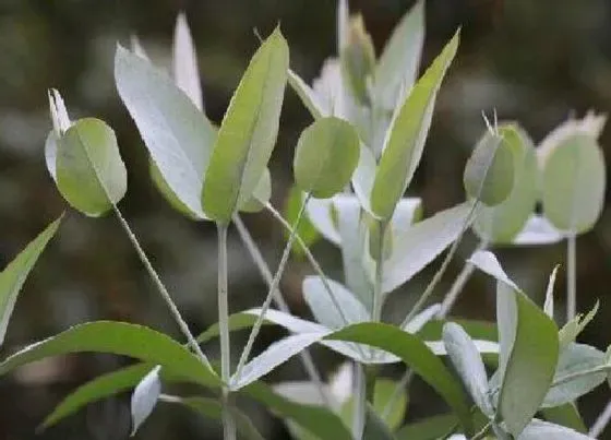 花语|蓝桉的花语是什么意思 开花长什么样子