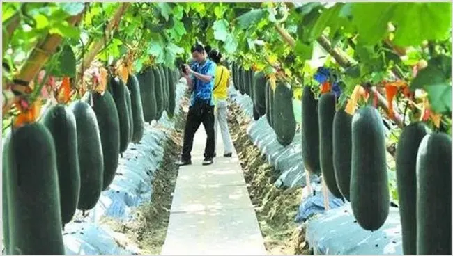 黑皮冬瓜的种植技术 | 自然知识