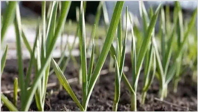 春播大蒜注意什么？种植技术学习下 | 种植技术