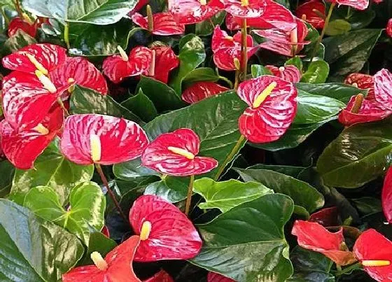 花语|红掌花语和寓意 代表什么象征意义